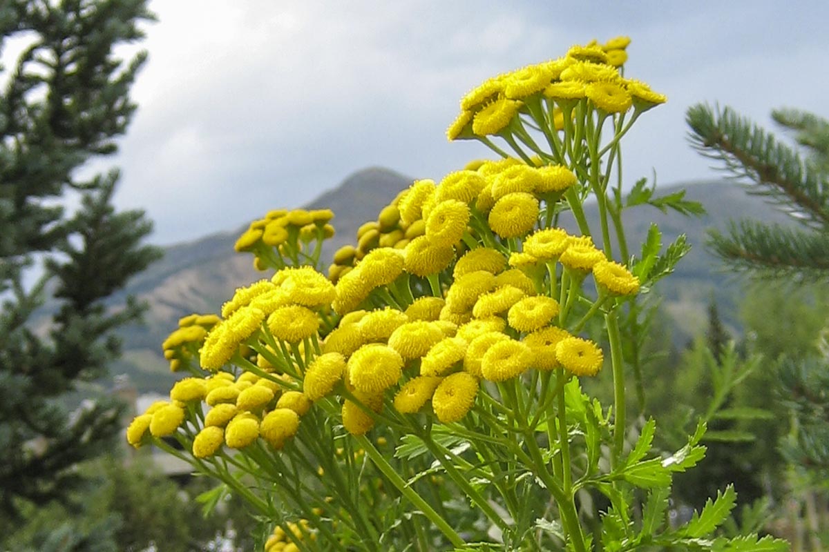 Breck_CommonTansey_1666